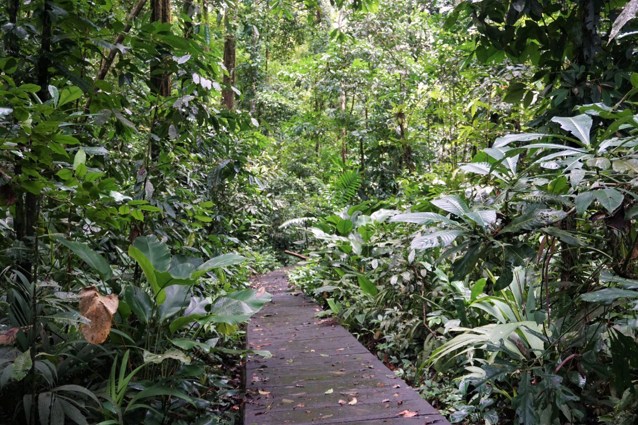 Tortuguero National Park Guide