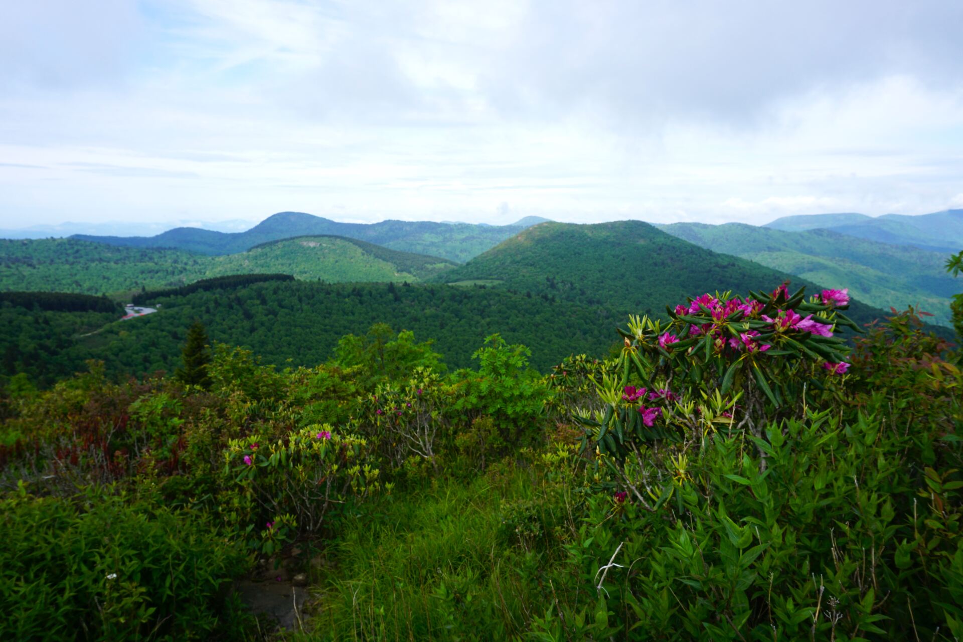 Black Balsam to Tennant Mountain Loop Hike