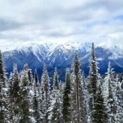 A breathtaking view of the snow-capped peaks of Olympic National Park, with a foreground of evergreen trees blanketed in snow, showcasing the park's winter beauty, ideal for a one-day visit.