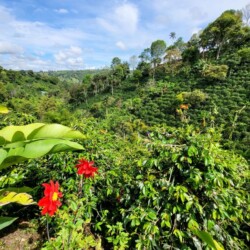 Bright red flowers and lush greenery adorn Las Acacias Coffee Farm in Salento, showcasing the region's rich biodiversity on a coffee tour.