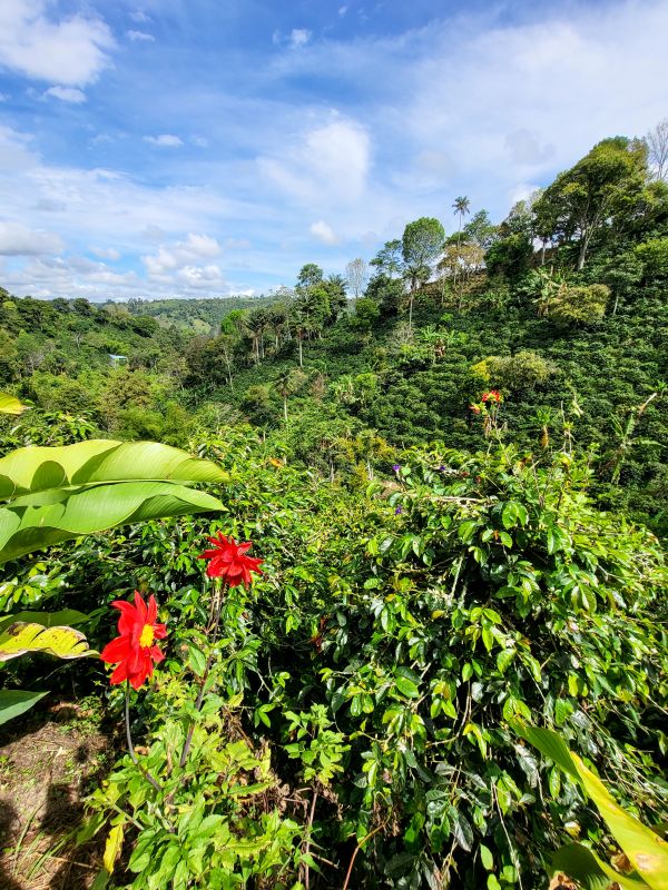 Bright red flowers and lush greenery adorn Las Acacias Coffee Farm in Salento, showcasing the region's rich biodiversity on a coffee tour.