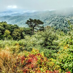 Lush landscape view from Mary's Rock Trail in Shenandoah National Park, with a lone tree standing above the forest canopy under a misty sky, a serene hiking spot near Washington D.C.