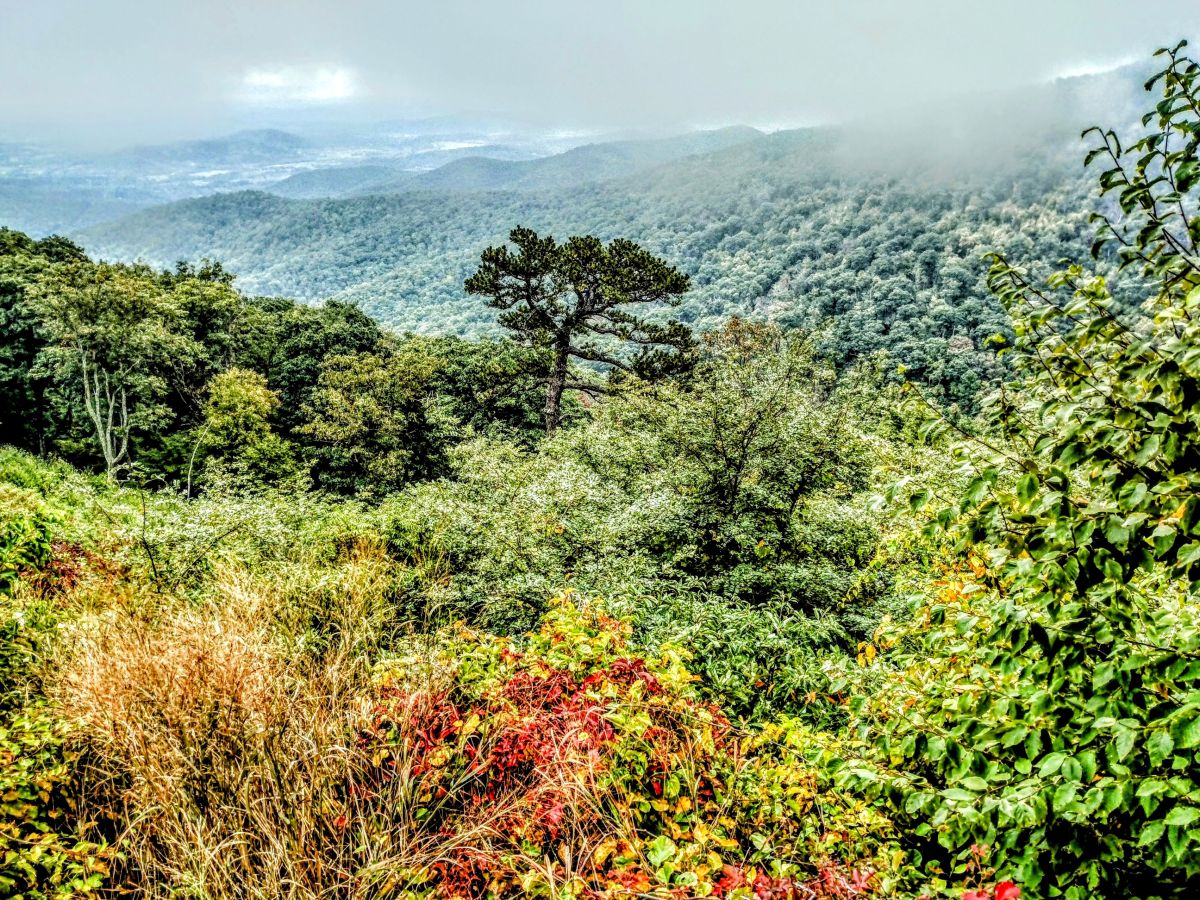 Lush landscape view from Mary's Rock Trail in Shenandoah National Park, with a lone tree standing above the forest canopy under a misty sky, a serene hiking spot near Washington D.C.