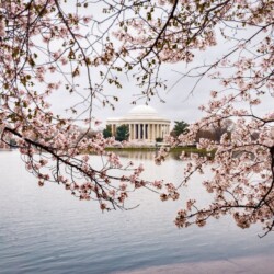 Washington DC Cherry Blossoms