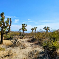Live Oak Trail at Joshua Tree