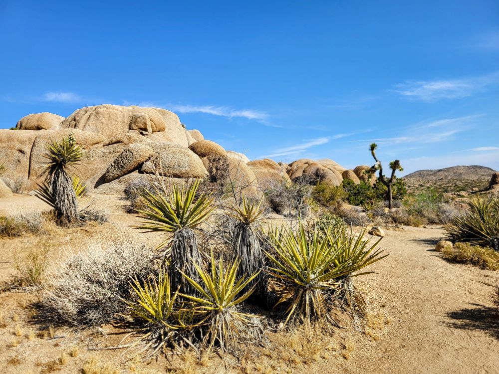 Discovery Access Trail at Joshua Tree