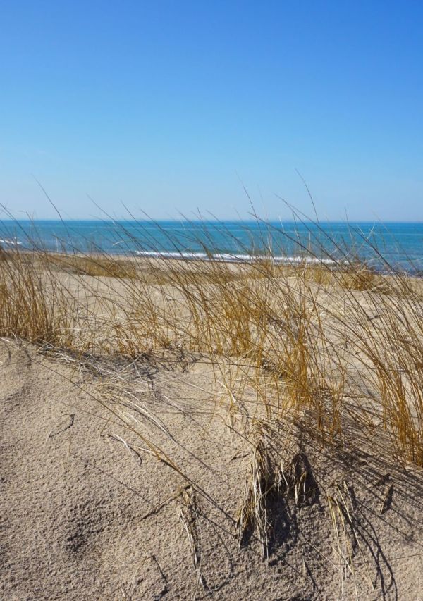 Tall, dry beach grass sways gently in the wind on a sandy dune with a clear view of the blue waters of a Great Lake in the background. This serene beach setting is a less-known but peaceful Midwest spring break destination at Indiana Dunes National Park.