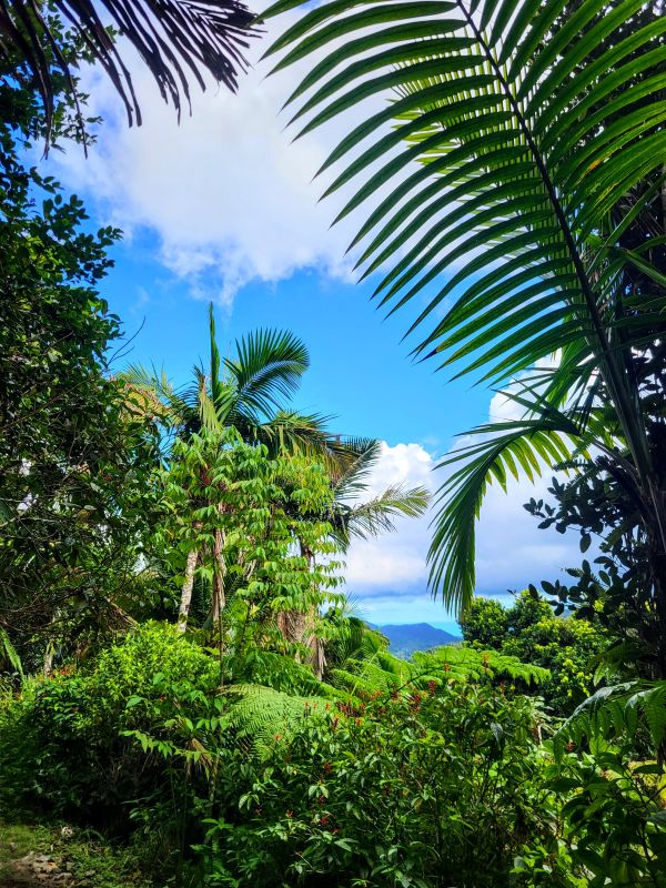El Yunque on a 4 day Puerto Rico Itinerary