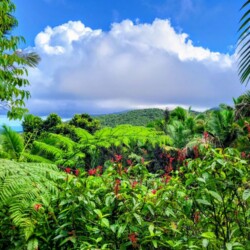 A vibrant tropical landscape with a variety of lush greenery and red flowers in the foreground, showcasing the natural beauty one might encounter on a Puerto Rico itinerary.