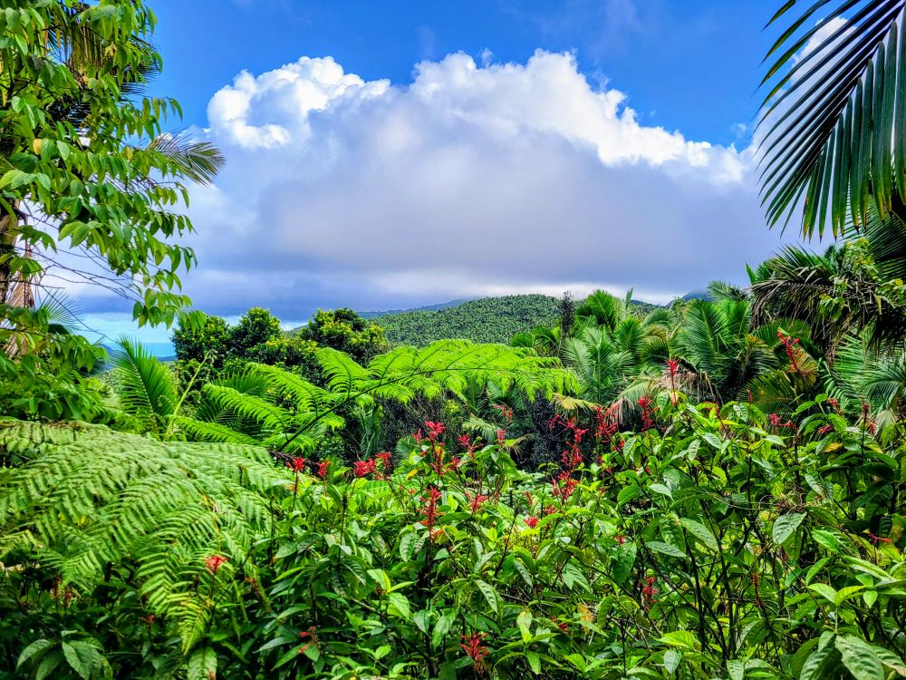 A vibrant tropical landscape with a variety of lush greenery and red flowers in the foreground, showcasing the natural beauty one might encounter on a Puerto Rico itinerary.