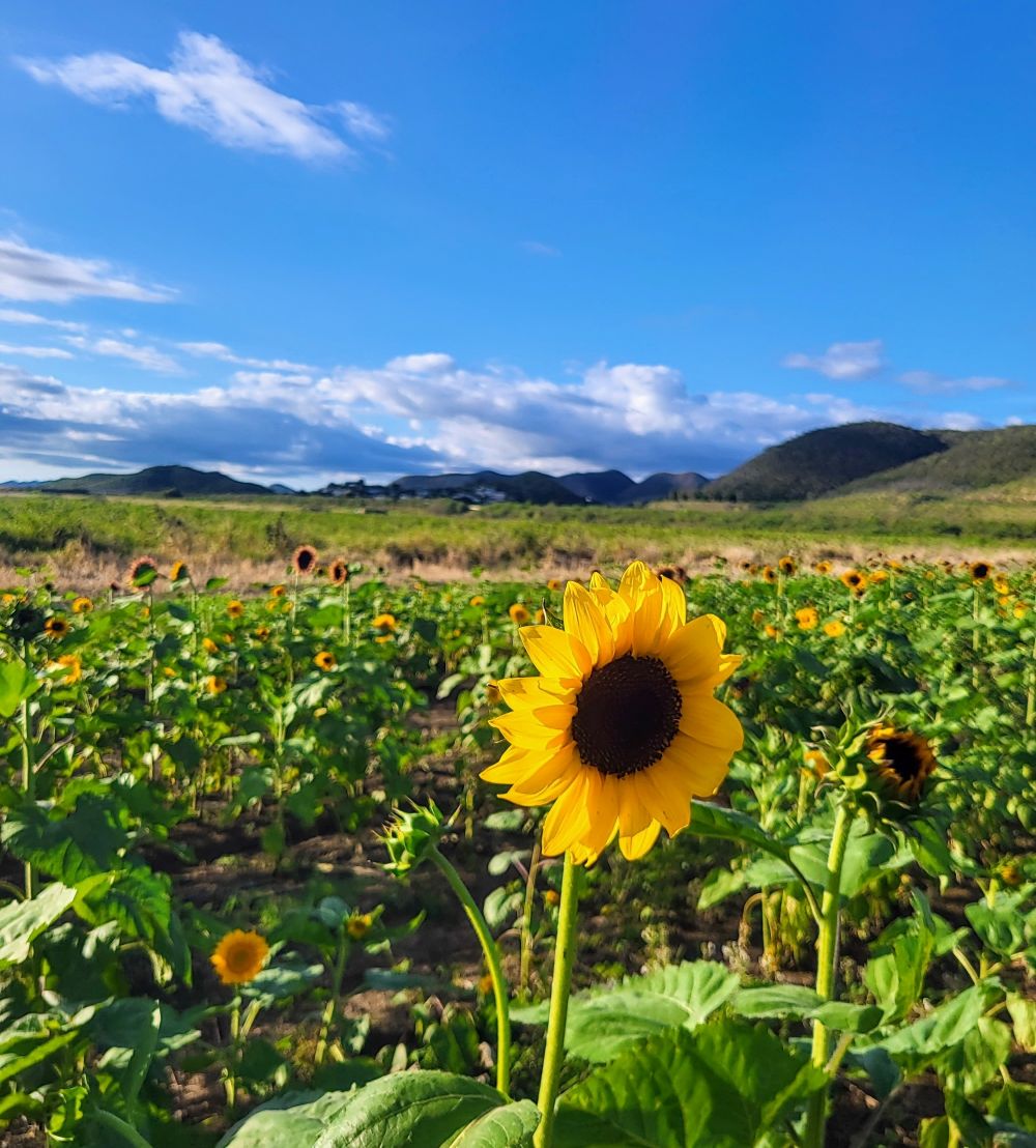 Sunflower Farm on a 4 day Puerto Rico Itinerary
