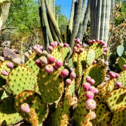 Prickly pear cacti with vibrant pink fruit thrive under the Arizona sun. This desert scene is a common sight for travelers on an Arizona itinerary.