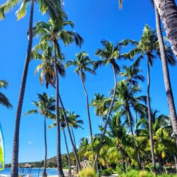 Tall palm trees swaying along a sunlit pathway leading to a tranquil beach in Puerto Rico, capturing the tropical paradise atmosphere ideal for a Puerto Rico itinerary.