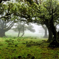 Ancient laurel trees with gnarled trunks in Madeira's Fanal Forest, enveloped in fog. The vibrant green moss-covered ground adds to the forest's mystical atmosphere, a must-visit for nature enthusiasts on a Madeira itinerary.