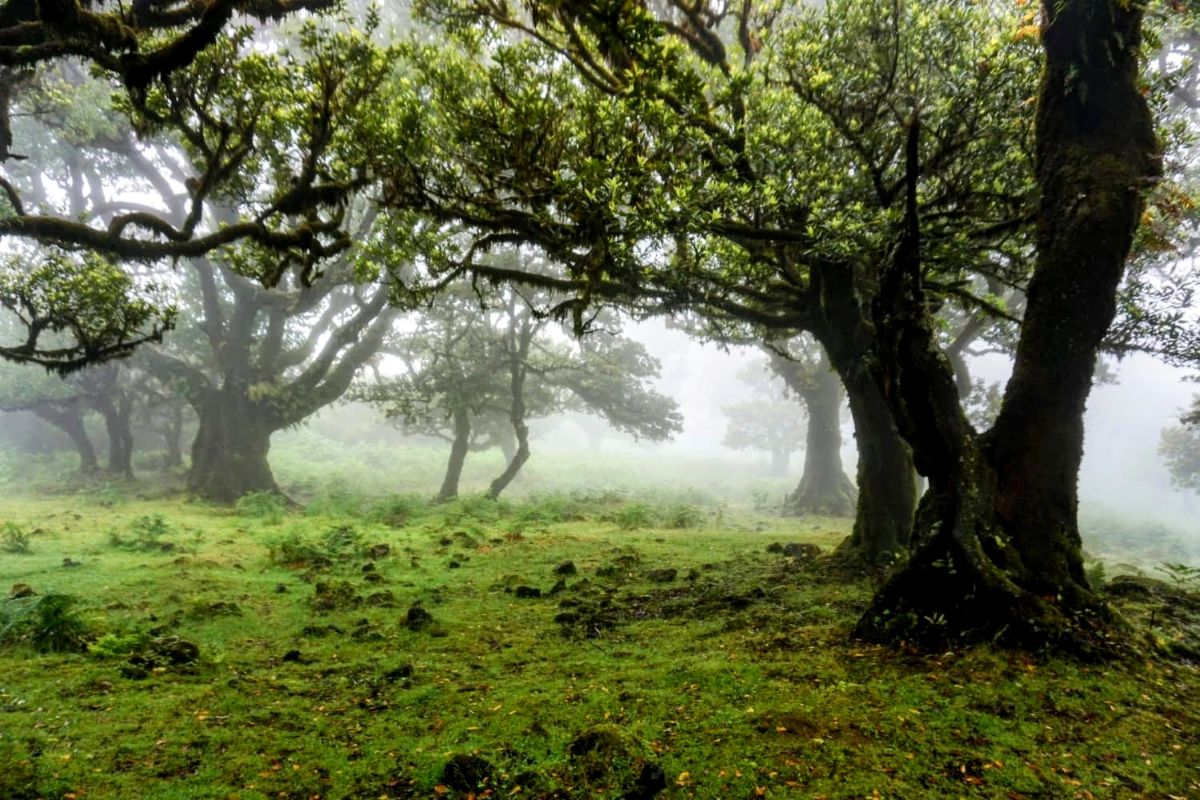 Fanal Forest Madeira: The Ultimate Guide