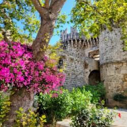 A historic stone gate in Rhodes, Greece, with round towers rising behind lush greenery. A tree with vivid pink flowers frames the scene against a clear blue sky.